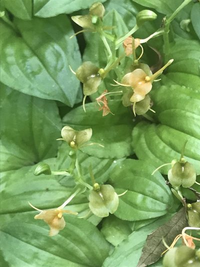 Liparis bowkeri, photographed by Tam