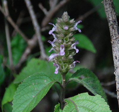 Achyrospermum fruticosum, photographed by Andrew Hankey