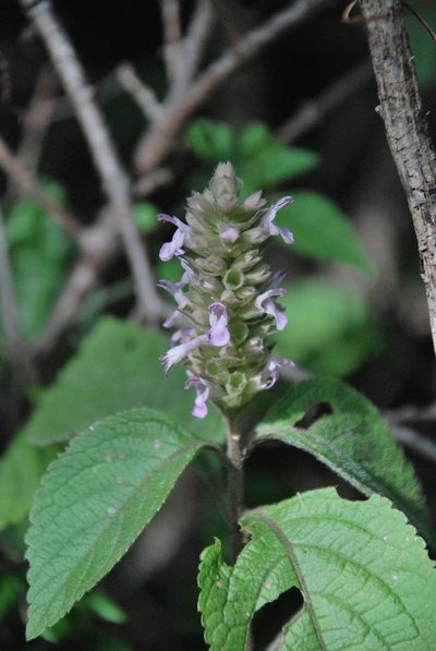 Achyrospermum fruticosum, photographed by Andrew Hankey
