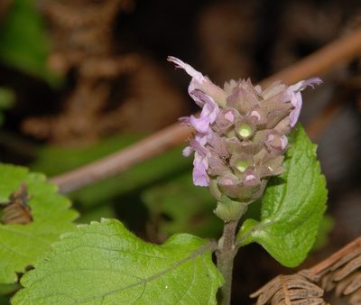 Achyrospermum fruticosum, photographed by Andrew Hankey