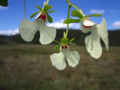 Oeonia rosea, photographed by Romer N. Rabarijaona