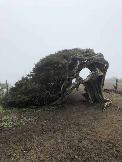 Juniperus canariensis, photographed by Codrin Bucur