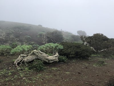 Juniperus canariensis, photographed by Codrin Bucur