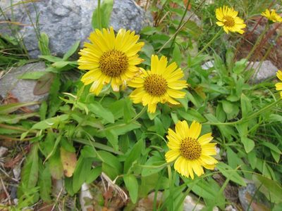 Arnica unalaschcensis, photographed by Marco Mussita