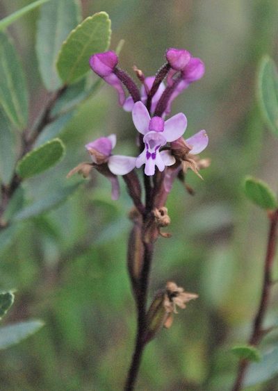 Cynorkis lilacina, photographed by Andrew Hankey