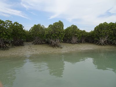 Rhizophora mucronata, photographed by Jiro Iguchi