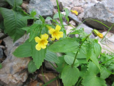 Erythranthe sessilifolia, photographed by Marco Mussita