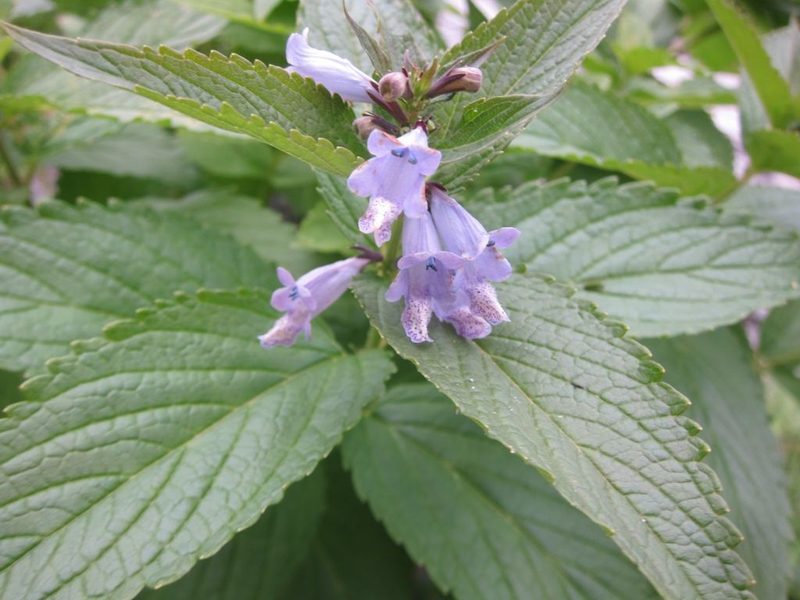 Nepeta subsessilis, photographed by Marco Mussita