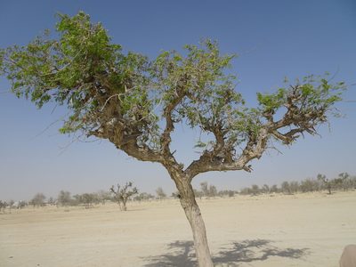 Prosopis cineraria, photographed by Jiro Iguchi