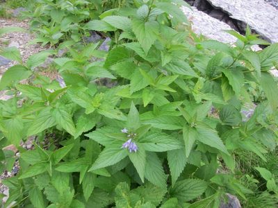 Nepeta subsessilis, photographed by Marco Mussita