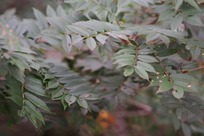 Sorbus commixta, photographed by harum.koh