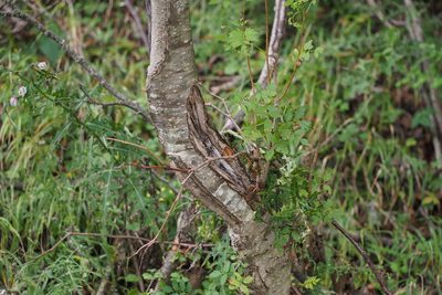 Sorbus commixta, photographed by harum.koh