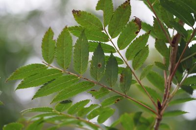 Sorbus commixta, photographed by harum.koh