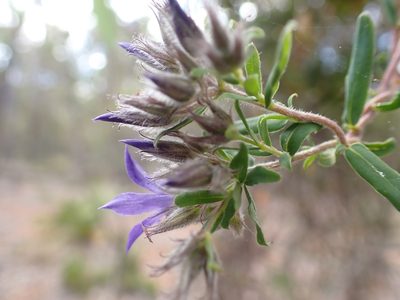 Billardiera variifolia, photographed by Mark Cliff