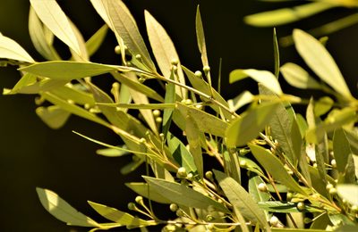 Myrceugenia glaucescens, photographed by Andrea Gantzer