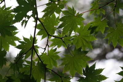Acer shirasawanum, photographed by harum.koh