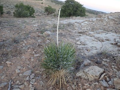 Yucca angustissima, photographed by John Brew