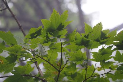 Acer ukurunduense, photographed by harum.koh