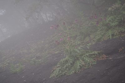 Cirsium purpuratum, photographed by harum.koh