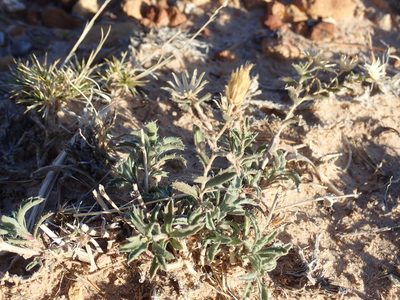 Xanthisma grindelioides, photographed by John Brew