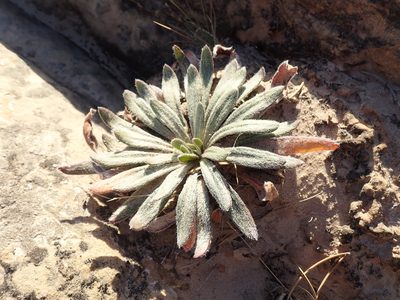 Eriogonum alatum, photographed by John Brew