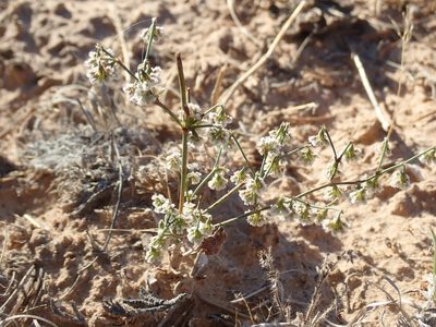 Eriogonum cernuum, photographed by John Brew