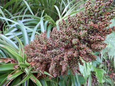 Dracophyllum elegantissimum, photographed by Kate McAlpine