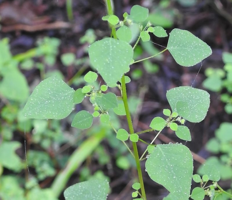 Euphorbia ocymoidea, photographed by Neptalí Ramírez Marcial