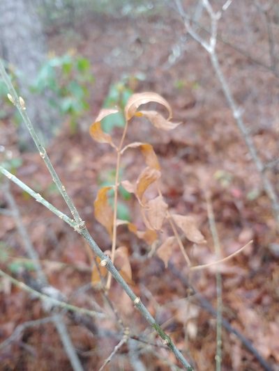 Buckleya distichophylla, photographed by stinger