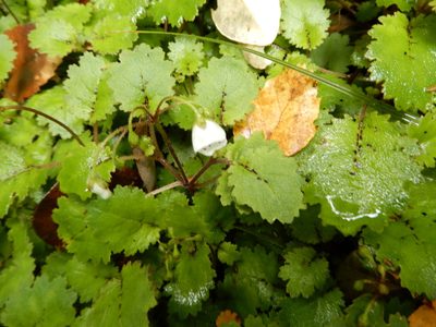 Jovellana repens, photographed by Kate McAlpine