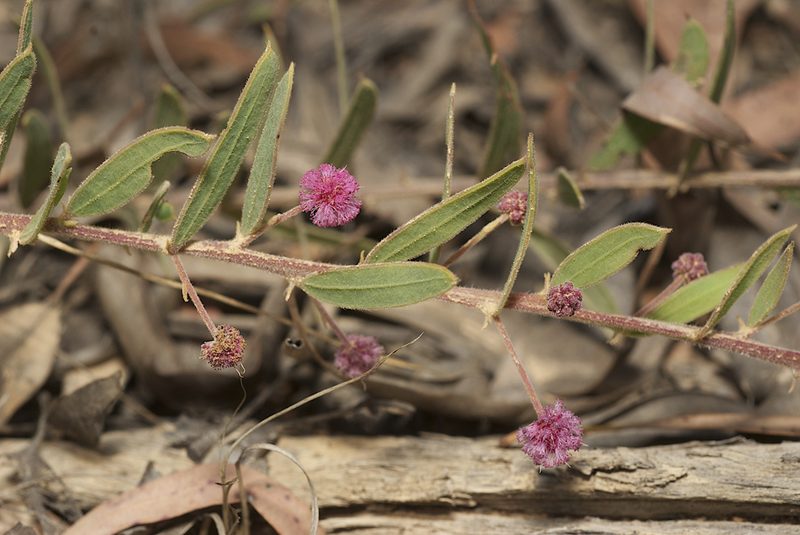 Acacia purpureapetala, photographed by garywwilson