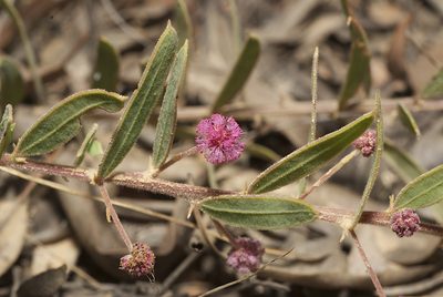 Acacia purpureapetala, photographed by garywwilson