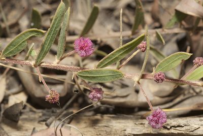 Acacia purpureapetala, photographed by garywwilson