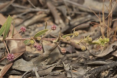 Acacia purpureapetala, photographed by garywwilson