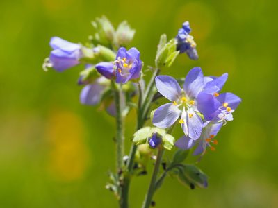 Polemonium occidentale, photographed by Nina House