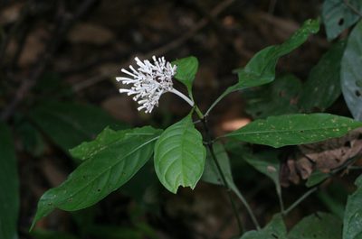 Chassalia curviflora, photographed by Oleg Kosterin