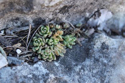 Sedum wrightii, photographed by Francisco Martínez González