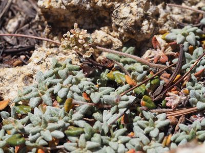 Eriogonum polypodum, photographed by Nina House