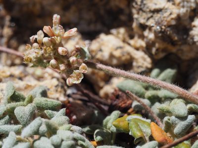 Eriogonum polypodum, photographed by Nina House