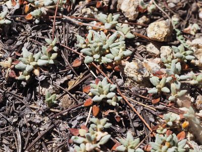 Eriogonum polypodum, photographed by Nina House