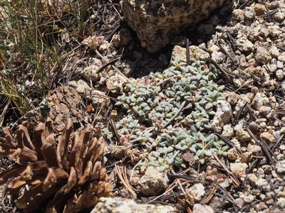 Eriogonum polypodum, photographed by Nina House