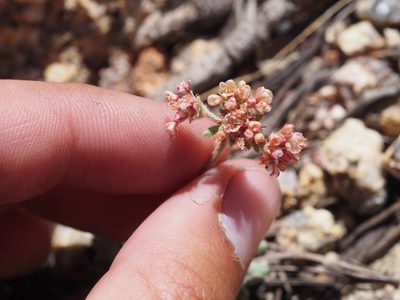 Eriogonum polypodum, photographed by Nina House