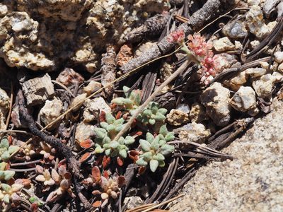 Eriogonum polypodum, photographed by Nina House