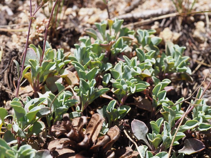 Penstemon caesius, photographed by Nina House