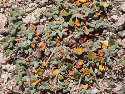 Eriogonum polypodum, photographed by Nina House