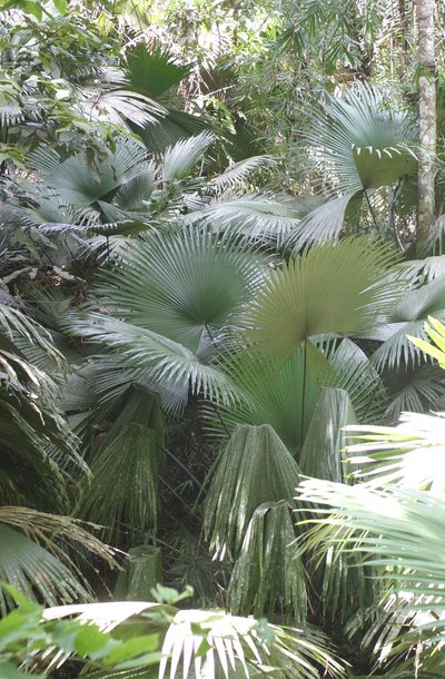 Kerriodoxa elegans, photographed by Oleg Kosterin