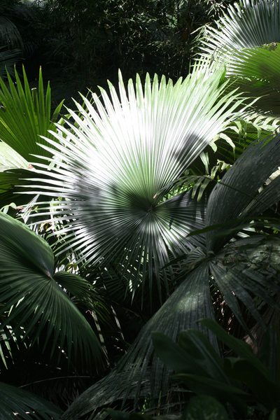 Kerriodoxa elegans, photographed by Oleg Kosterin