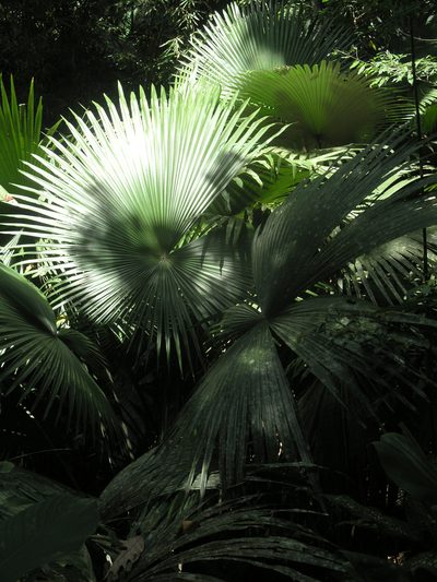 Kerriodoxa elegans, photographed by Oleg Kosterin