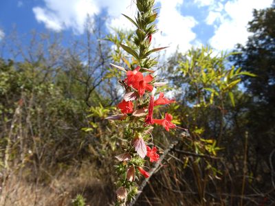 Loeselia mexicana, photographed by jessicavazquez