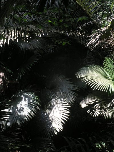Kerriodoxa elegans, photographed by Oleg Kosterin